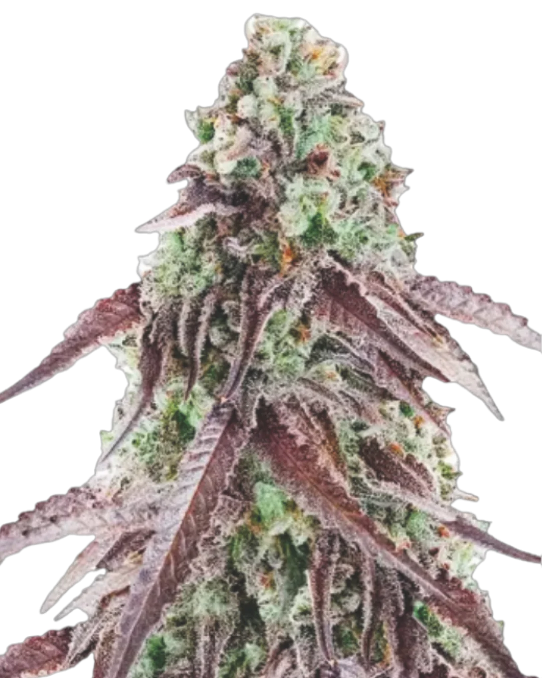Apple Candie S1
