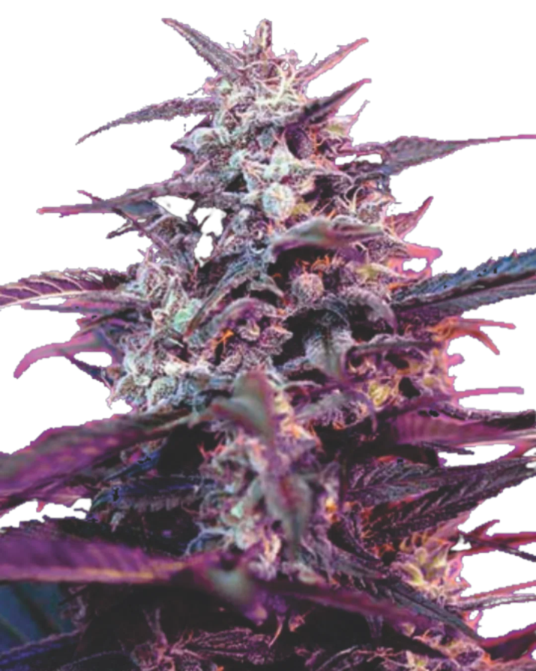Purple Skunk S1