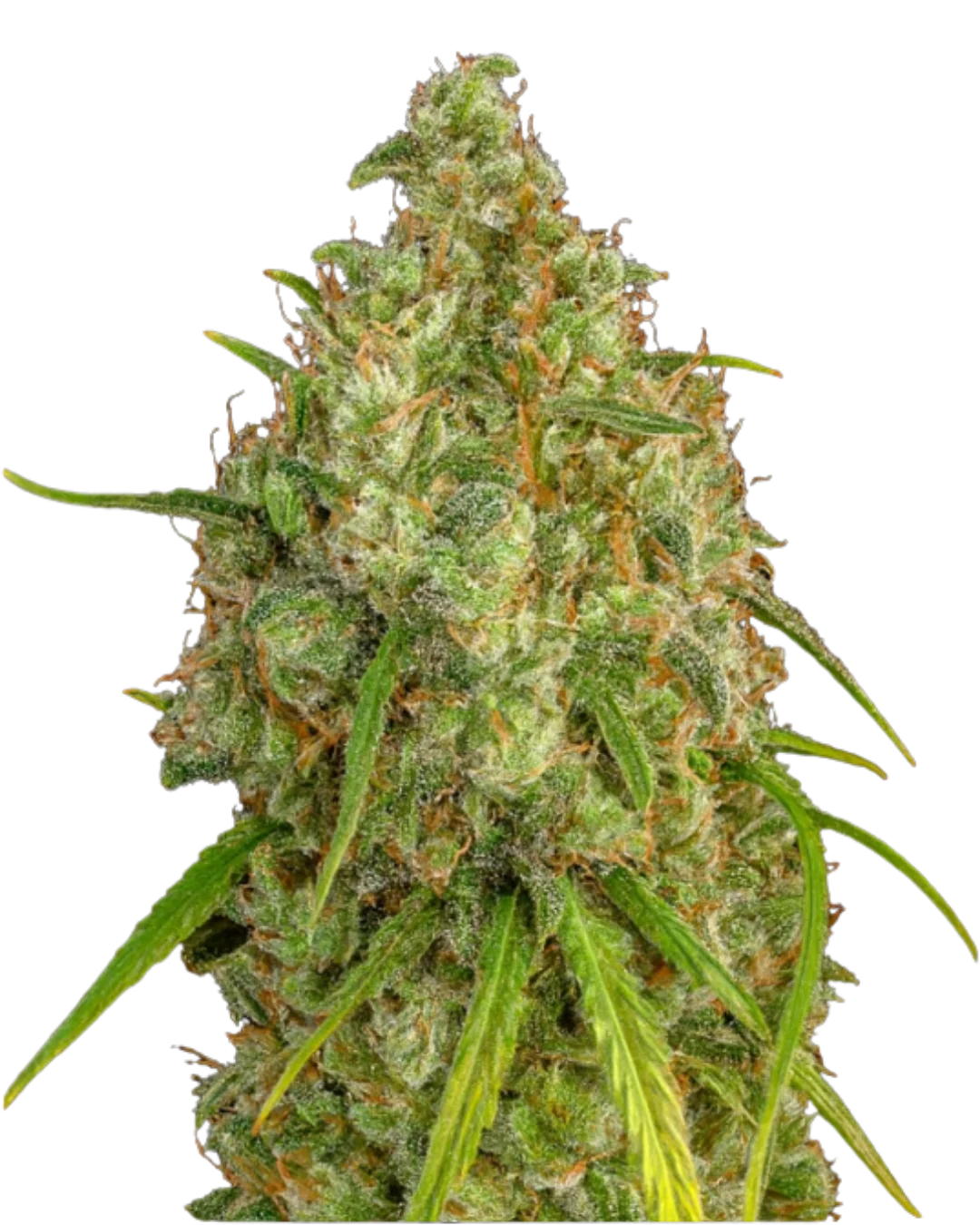 Destroyer S1
