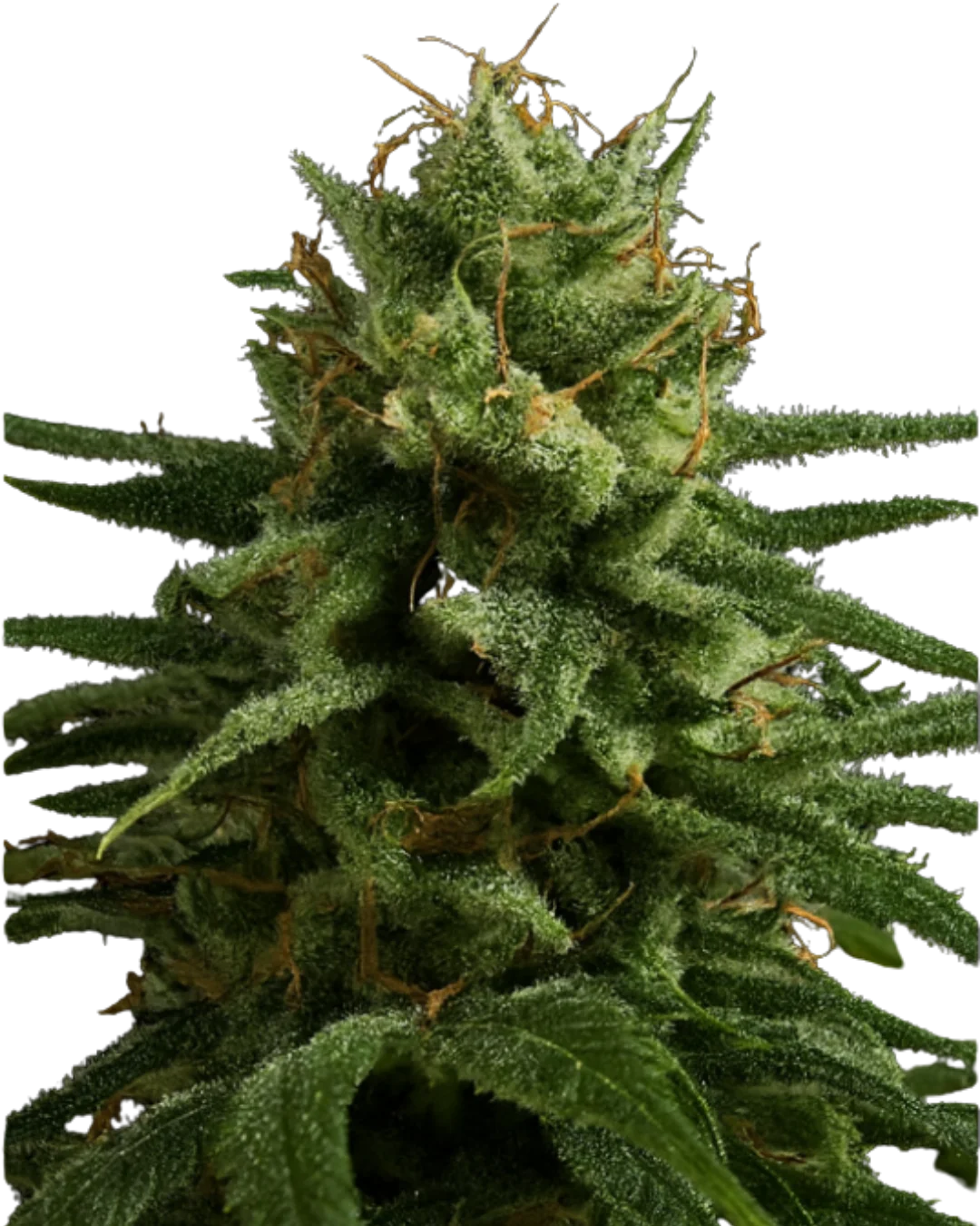 Durban Poison S1