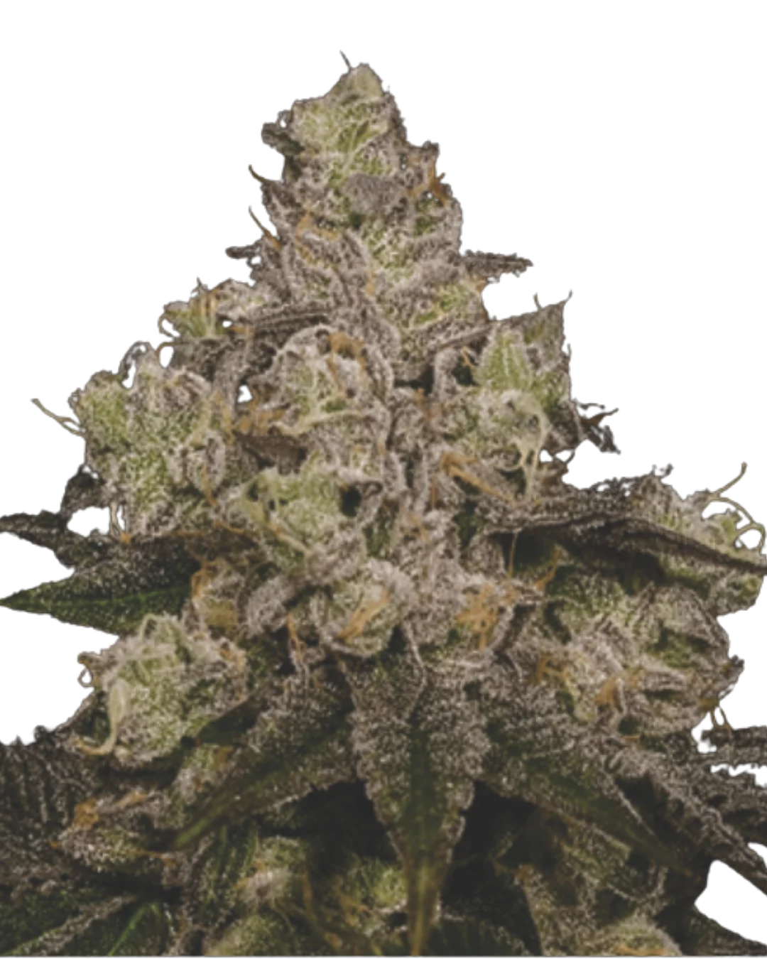 Tropical Mousse F1