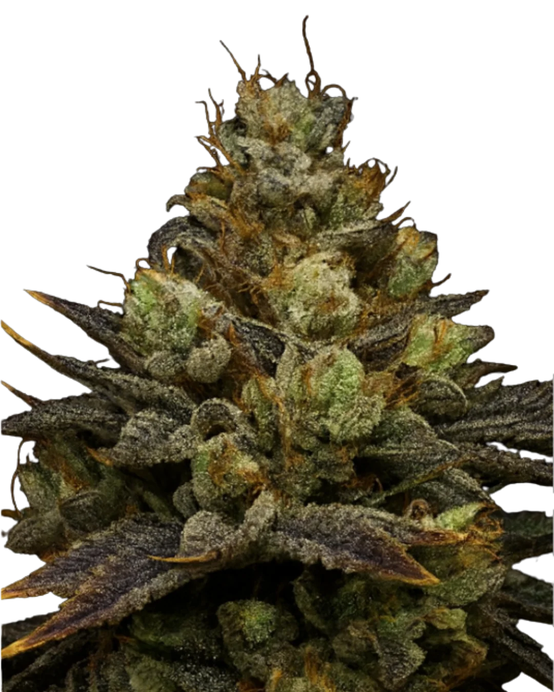 Hawaiian Cookies F1