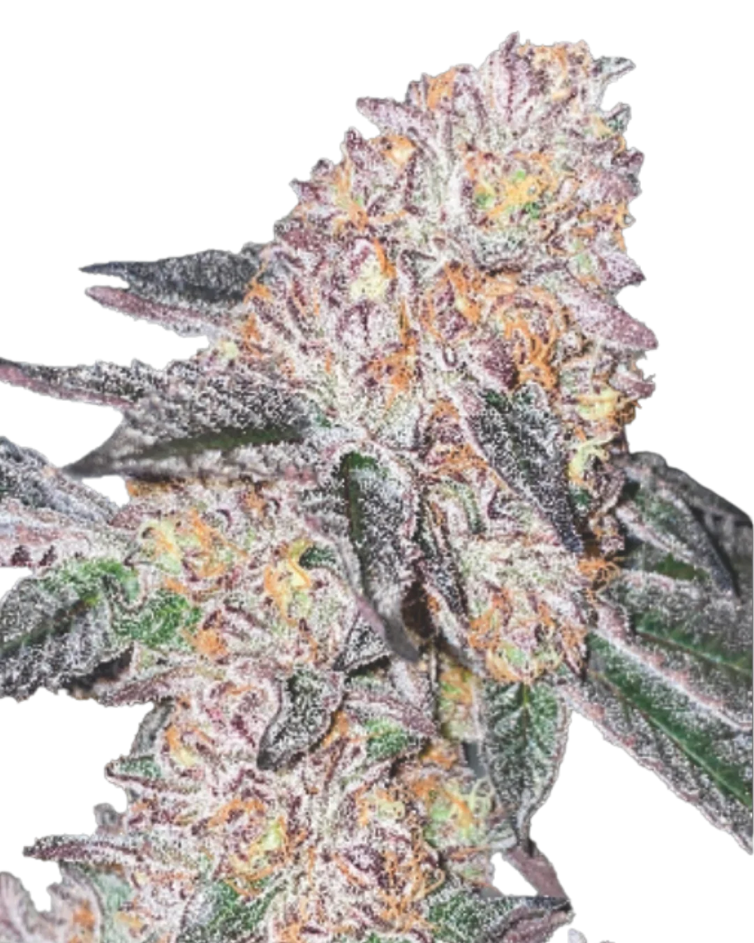 Double Cookies S1