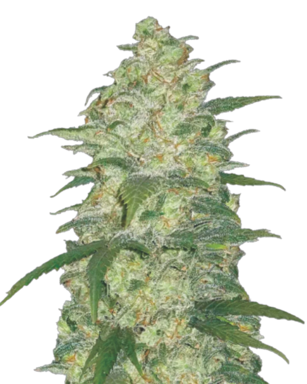 Auto Gelato