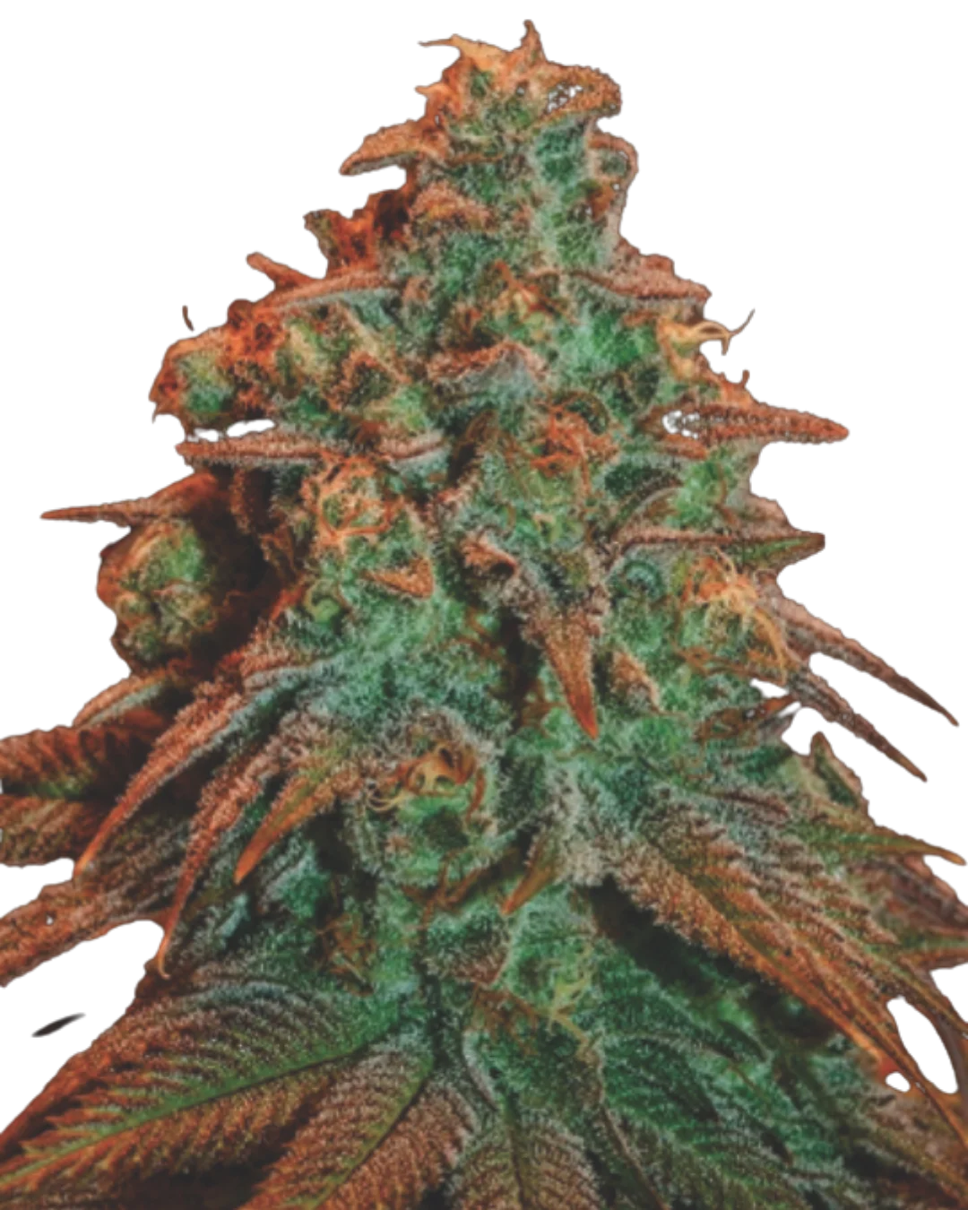 Auto Double OG