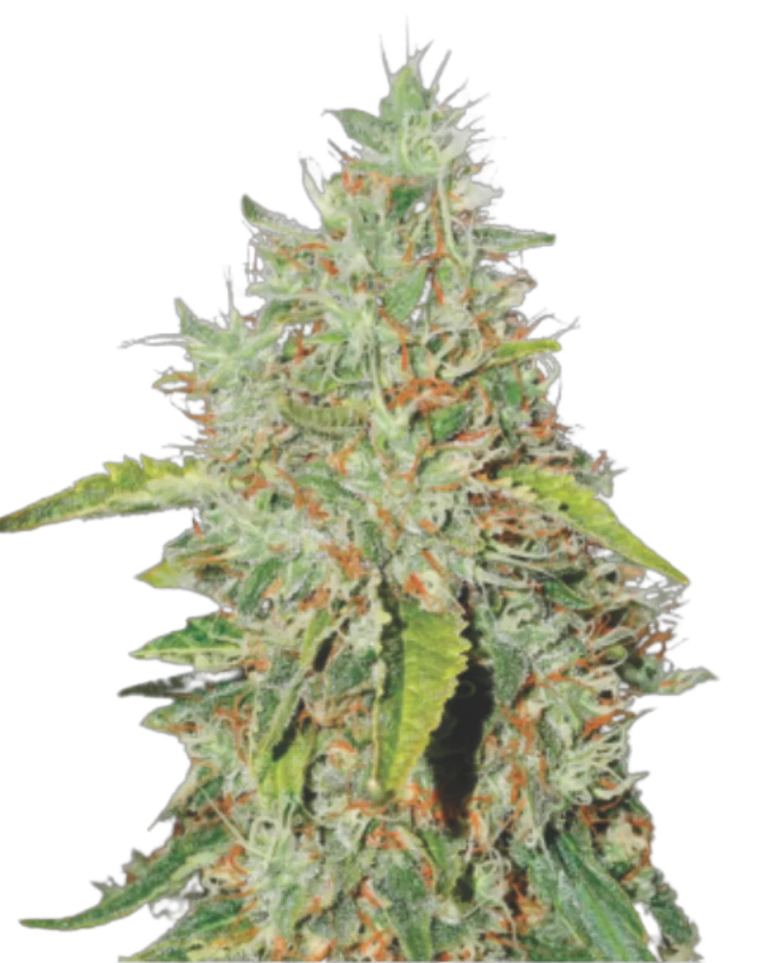 Auto Pineapple Express