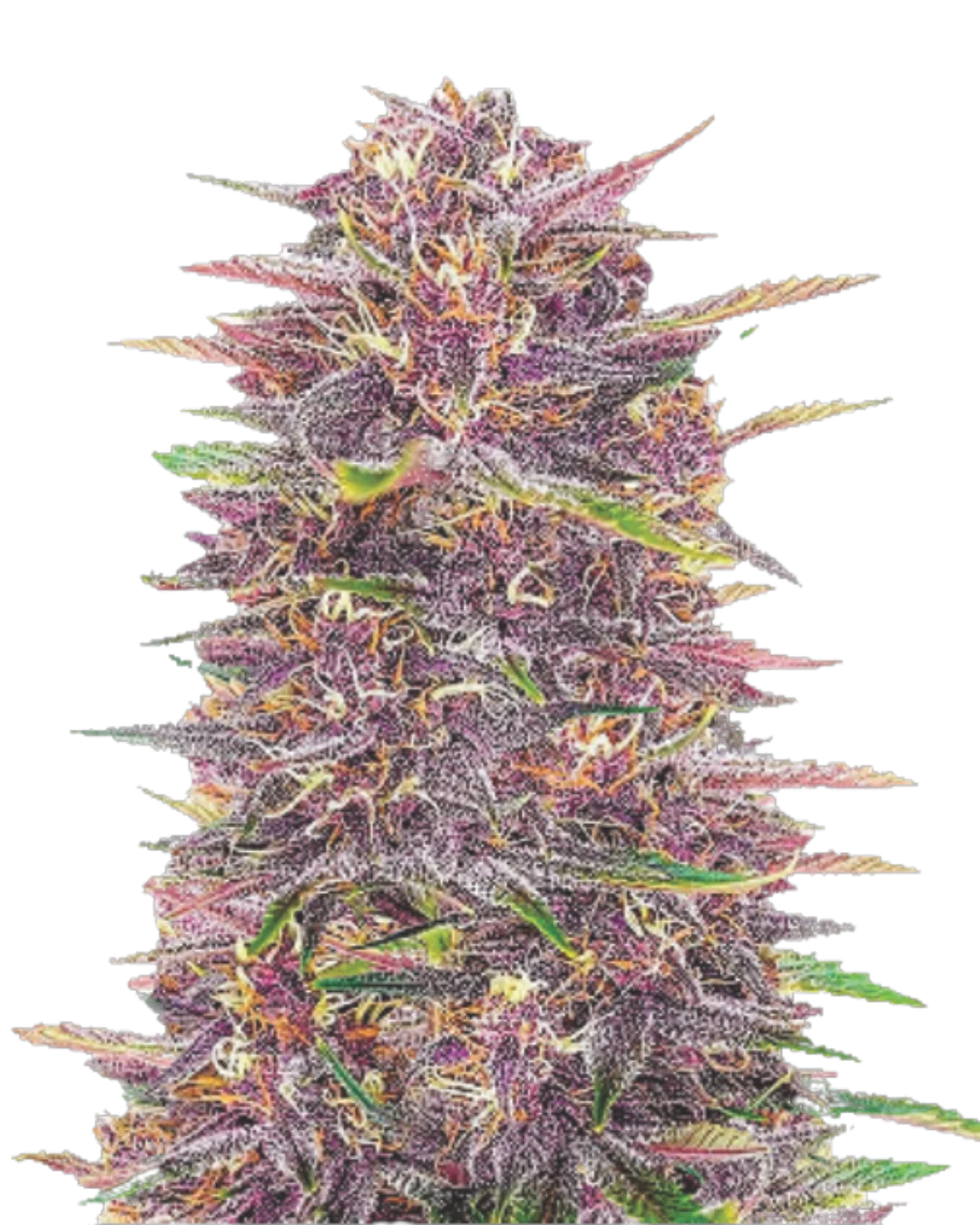 Auto Banana Purple
