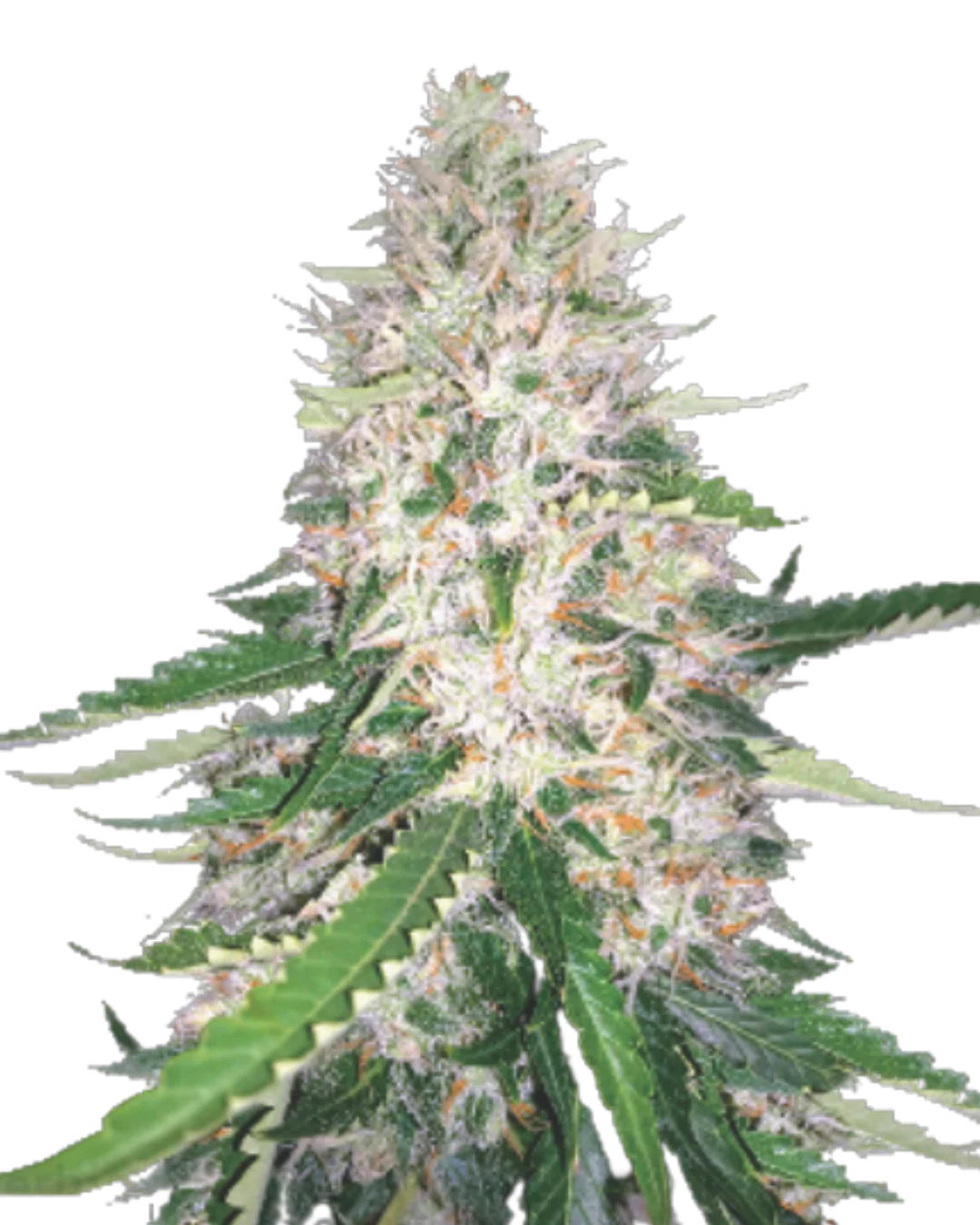 Auto Creamy Cake