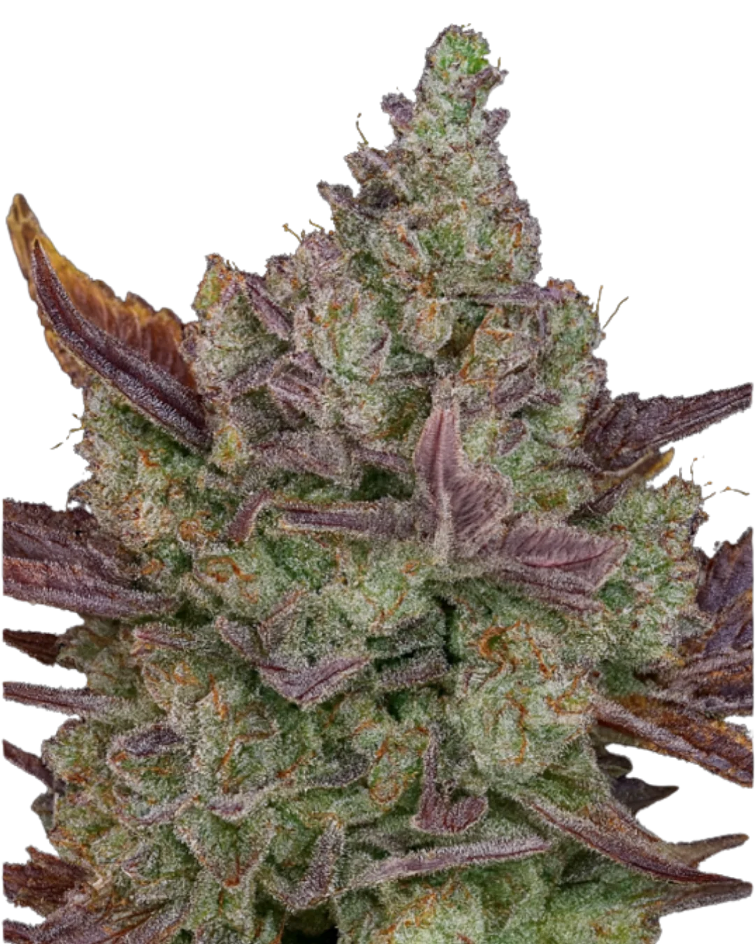 Auto Lemon Cookies