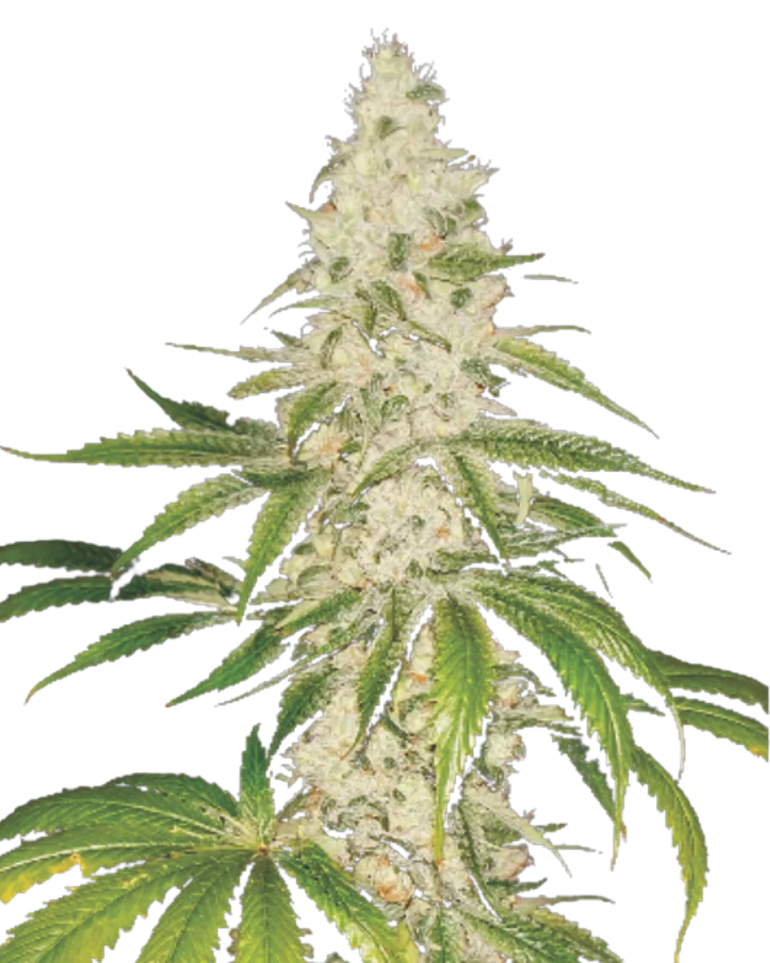 Auto Sour Diesel