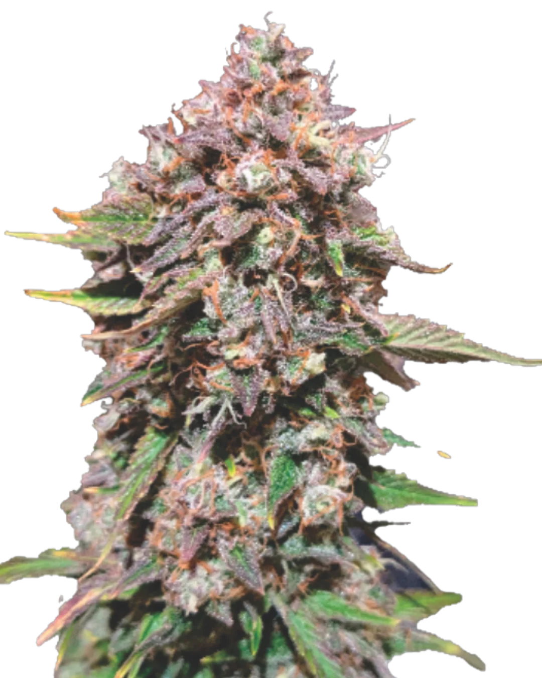 Auto Sundae