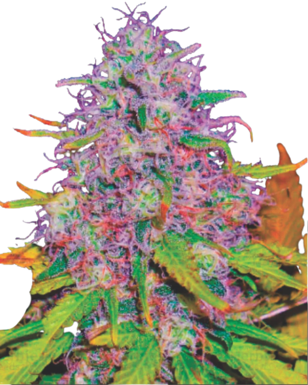 Auto CBD Blackberry