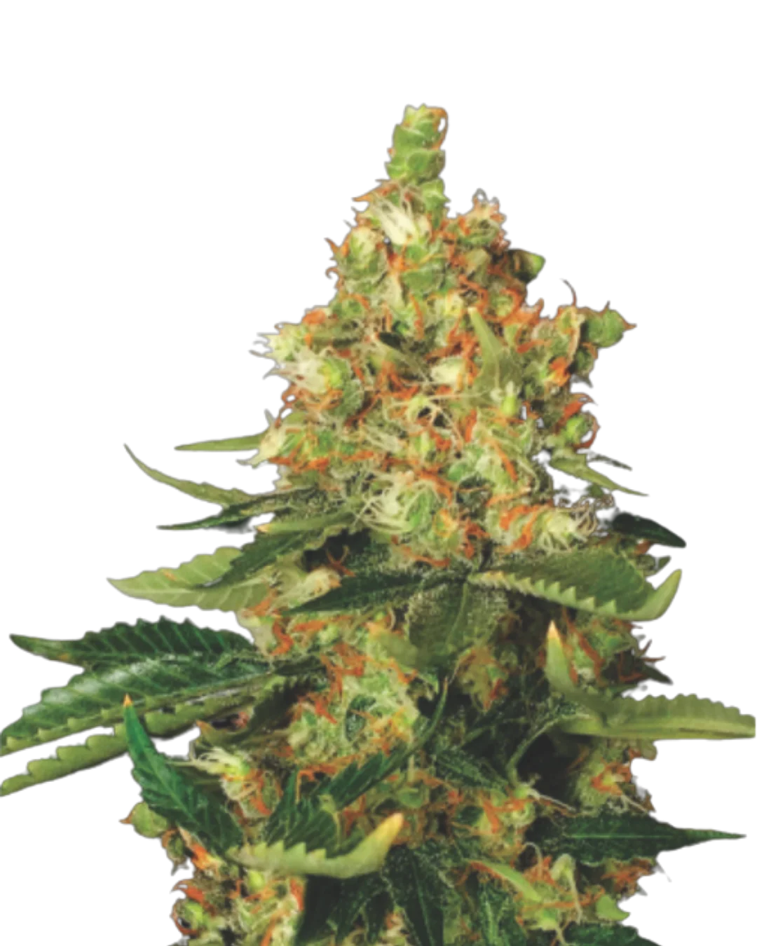 CBD Kush S1