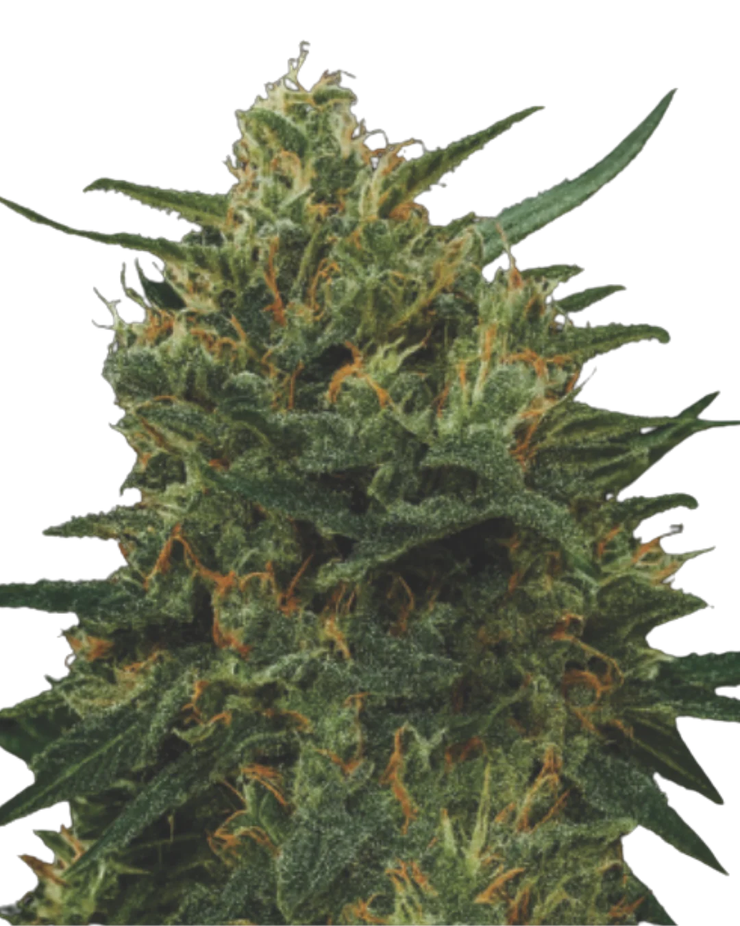 CBD Critical S1