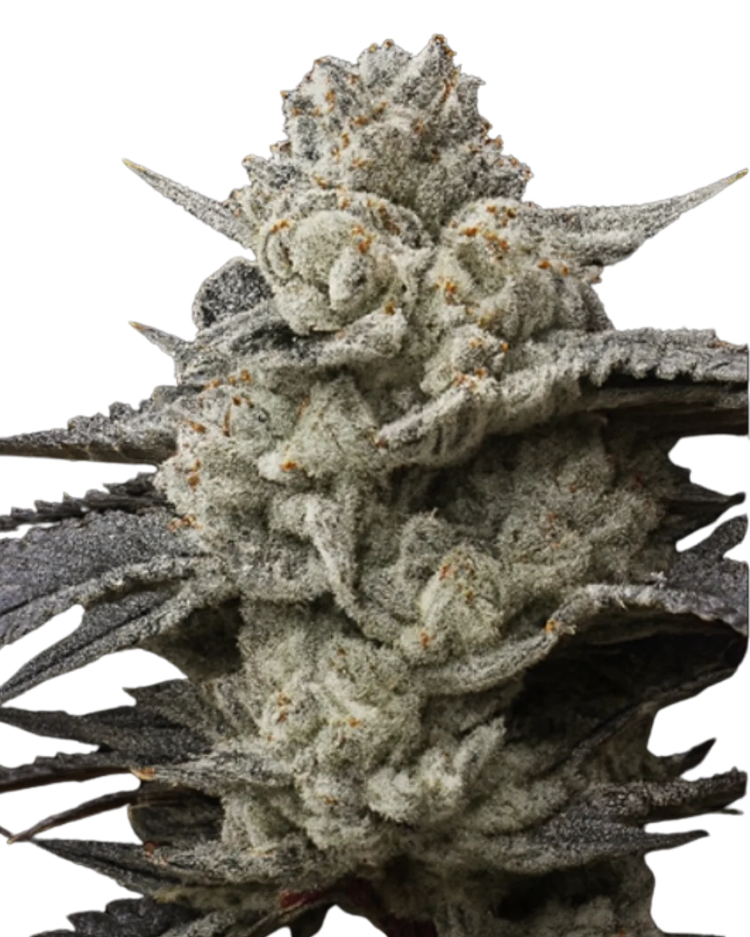 Purple Kush S1