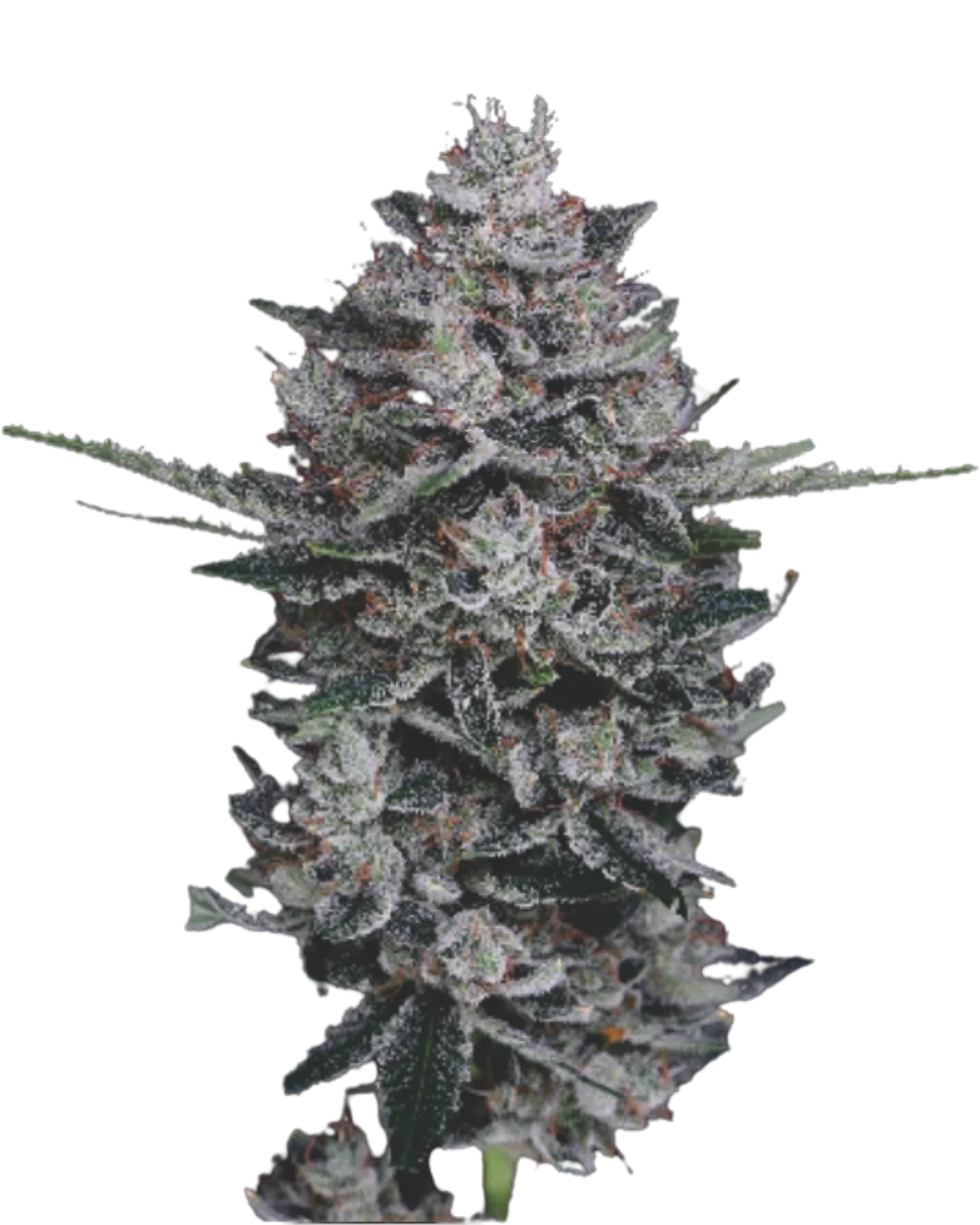 Gorilla Kush F1