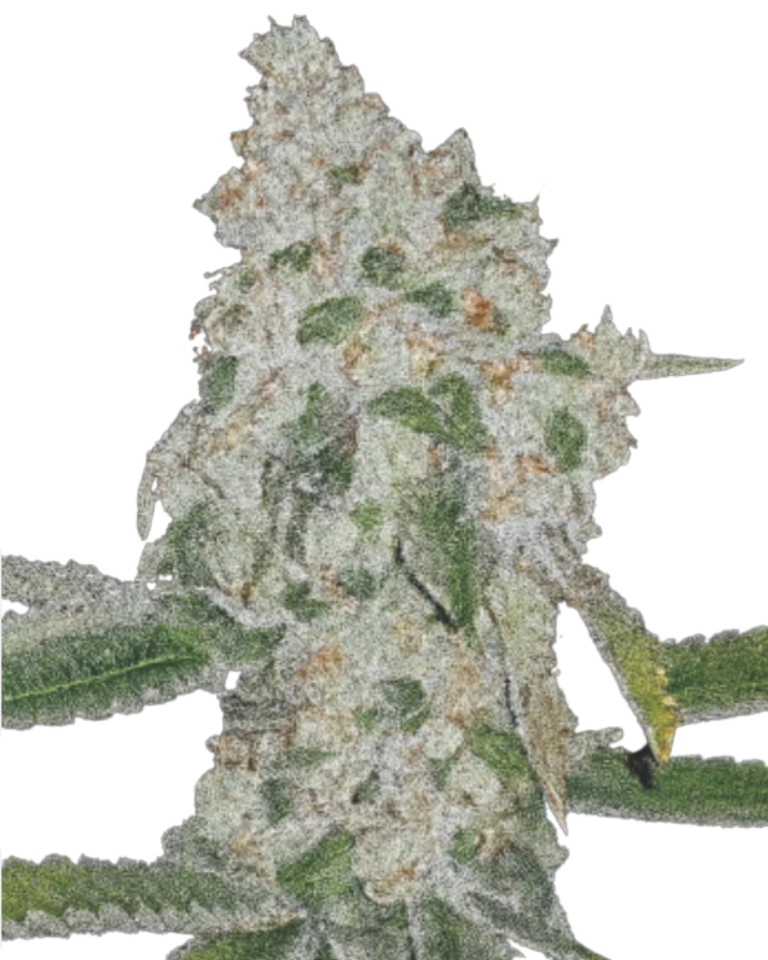Green Storm F1